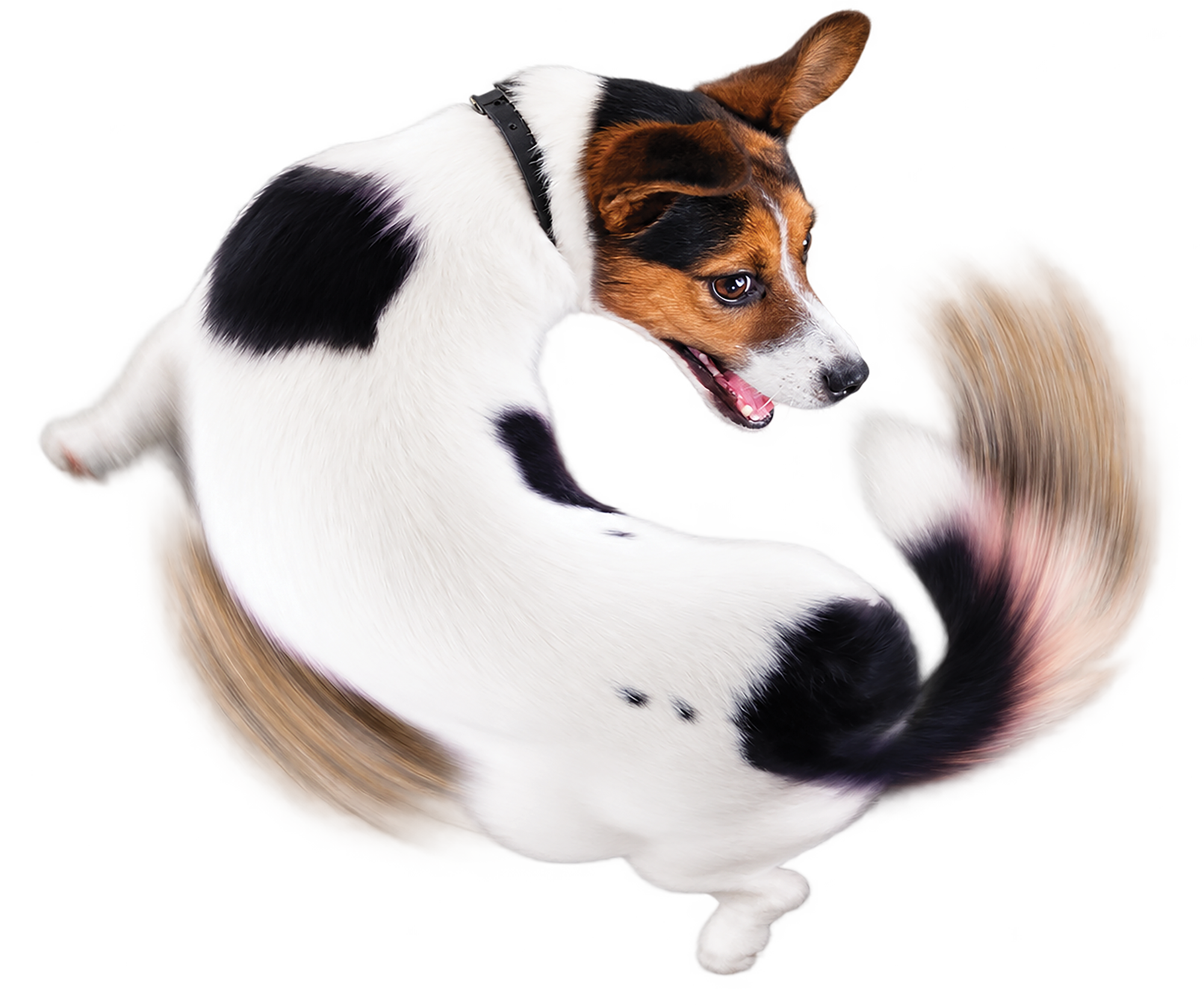 Dog Chasing It's Tail